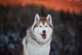 Portrait of beautiful Siberian Husky dog sitting is on the snow in winter forest at sunset on bright mountain background Royalty Free Stock Photo