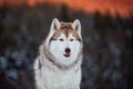 Portrait of beautiful Siberian Husky dog sitting is on the snow in winter forest at sunset on bright mountain background Royalty Free Stock Photo