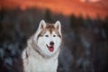 Portrait of beautiful Siberian Husky dog sitting is on the snow in winter forest at sunset on mountain background Royalty Free Stock Photo