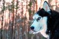 Portrait beautiful Siberian husky with snow on his face. Husky dog with blue eyes walks in suunny winter forest. Copy space. Royalty Free Stock Photo