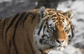 Portrait of beautiful siberian tiger looking at camera