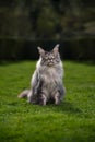 portrait of a beautiful silver tabby maine coon cat on green grass Royalty Free Stock Photo