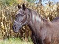 Portrait of the beautiful silvery-black mare