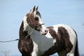 Portrait of beautiful skewbald pony