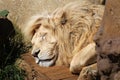 Portrait of sleeping lion Royalty Free Stock Photo