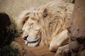 Portrait of beautiful sleeping lion Royalty Free Stock Photo