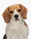 portrait of beautiful small beagle dog looking forward and sitting