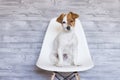 Portrait of a beautiful small dog sitting on a white chair over grey wood background. He is looking at the camera. Cute dog. Pets Royalty Free Stock Photo