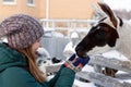 Portrait of beautiful smiling woman with friendly guanaco on a farm at wintertime