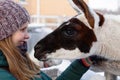 Portrait of beautiful smiling woman with friendly guanaco on a farm at wintertime