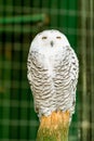 Portrait of a beautiful snowy owl Royalty Free Stock Photo