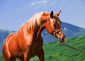 Portrait of beautiful sorrel arabian colt Royalty Free Stock Photo