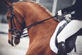 Portrait of a beautiful sorrel horse, which the rider pulls the reins Royalty Free Stock Photo