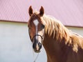 Portrait of beautiful sorrel young arabian colt Royalty Free Stock Photo