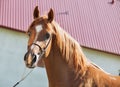 Portrait of beautiful sorrel young arabian colt Royalty Free Stock Photo