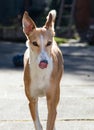 Beautiful galgo podenco mix dog