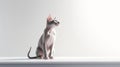 Portrait of a beautiful sphynx cat on white background with copy space