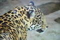 Portrait of a beautiful spotted jaguar Royalty Free Stock Photo