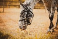 Portrait of a beautiful spotted pony grazing on a farm on a sunny day and eating grass. Livestock and agriculture. Horse care Royalty Free Stock Photo