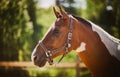 Portrait of a beautiful spotted pony with a halter on its muzzle, standing in a paddock on a farm on a sunny summer day. Livestock Royalty Free Stock Photo