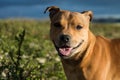 Portrait of a beautiful staffordshire bullterrier Royalty Free Stock Photo