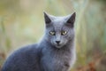 Portrait of Beautiful stray grey cat similar to russian blue breed is sitting on the street. the cat with green eyes Royalty Free Stock Photo