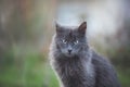 Portrait of Beautiful stray grey cat similar to russian blue breed is sitting on the street. the cat with green eyes Royalty Free Stock Photo