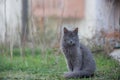 Portrait of Beautiful stray grey cat similar to russian blue breed is sitting on the street. the cat with green eyes Royalty Free Stock Photo