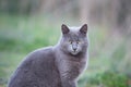 Portrait of Beautiful stray grey cat similar to russian blue breed is sitting on the street. the cat with green eyes Royalty Free Stock Photo