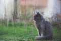 Portrait of Beautiful stray grey cat similar to russian blue breed is sitting on the street. the cat with green eyes Royalty Free Stock Photo