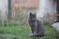 Portrait of Beautiful stray grey cat similar to russian blue breed is sitting on the street. the cat with green eyes Royalty Free Stock Photo