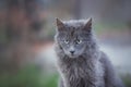 Portrait of Beautiful stray grey cat similar to russian blue breed is sitting on the street. the cat with green eyes Royalty Free Stock Photo