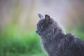 Portrait of Beautiful stray grey cat similar to russian blue breed is sitting on the street. the cat with green eyes Royalty Free Stock Photo