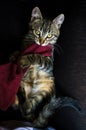 Beautiful striped cat biting some red clothes Royalty Free Stock Photo