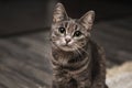Portrait of beautiful striped grey cat with green eyes. Royalty Free Stock Photo