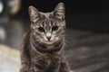 Portrait of beautiful striped grey cat with green eyes. Royalty Free Stock Photo