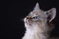 Portrait of a beautiful striped grey kitten with blue eyes on black background with dead space