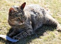 Portrait of a beautiful stripped cat