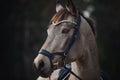 Beautiful stunning show jumping gelding horse with bridle and browband with beads in forest