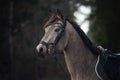 Beautiful stunning show jumping gelding horse with bridle and browband with beads in forest