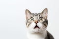 Portrait of a beautiful surprised cat , closeup, isolated on white background