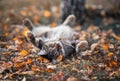 Portrait beautiful a tabby cat is lying in the garden among the bright fallen leaves on its back with its paws stretched out Royalty Free Stock Photo