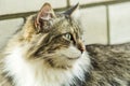 Portrait of a beautiful three-colored cat with green eyes and long fur watching you and waiting for caress. Close. Soft Royalty Free Stock Photo