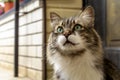 Portrait of a beautiful three-colored cat with green eyes and long fur watching you and waiting for caress. Close up Royalty Free Stock Photo