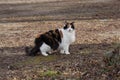 Beautiful three colored cat walking the streets