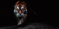 Portrait of a beautiful tiger. Big cat close-up. Tiger looking at you from the dark, portrait of a tiger. Portrait of a Royalty Free Stock Photo