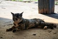Portrait, a beautiful tiger-tabby, lying in a relaxed mood on the outdoor floor.