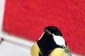 Portrait of a beautiful titmouse in the window in winter time