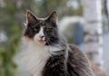 A portrait of a beautiful tortoiseshell norwegian forest cat Royalty Free Stock Photo