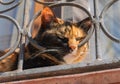 Portrait of a beautiful tricolor cat